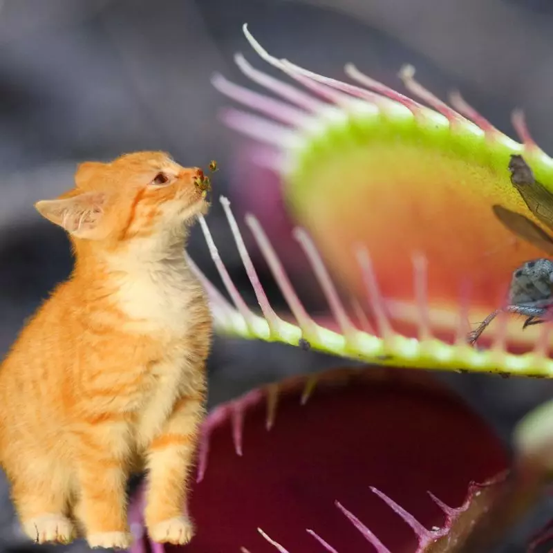 Cat sniffs Venus Fly Trap