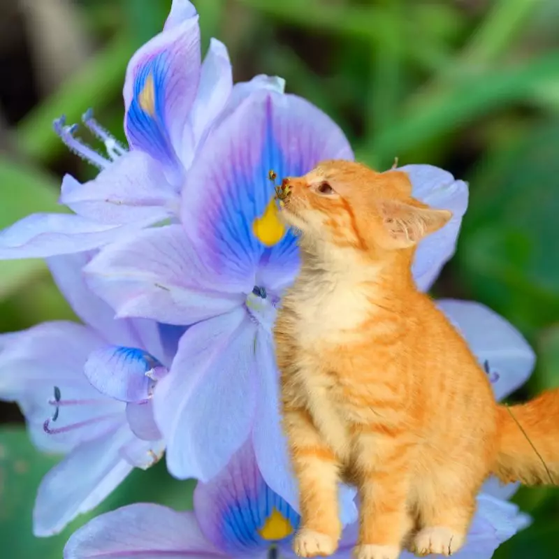 Cat sniffs a Water Hyacinth
