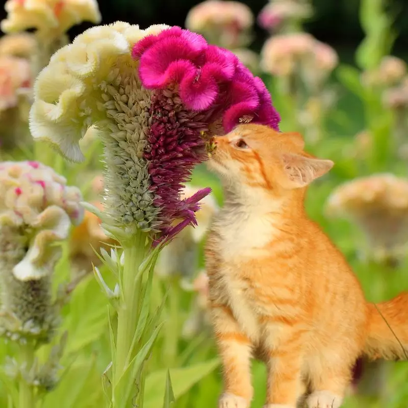 Cat sniffs a Woolflower