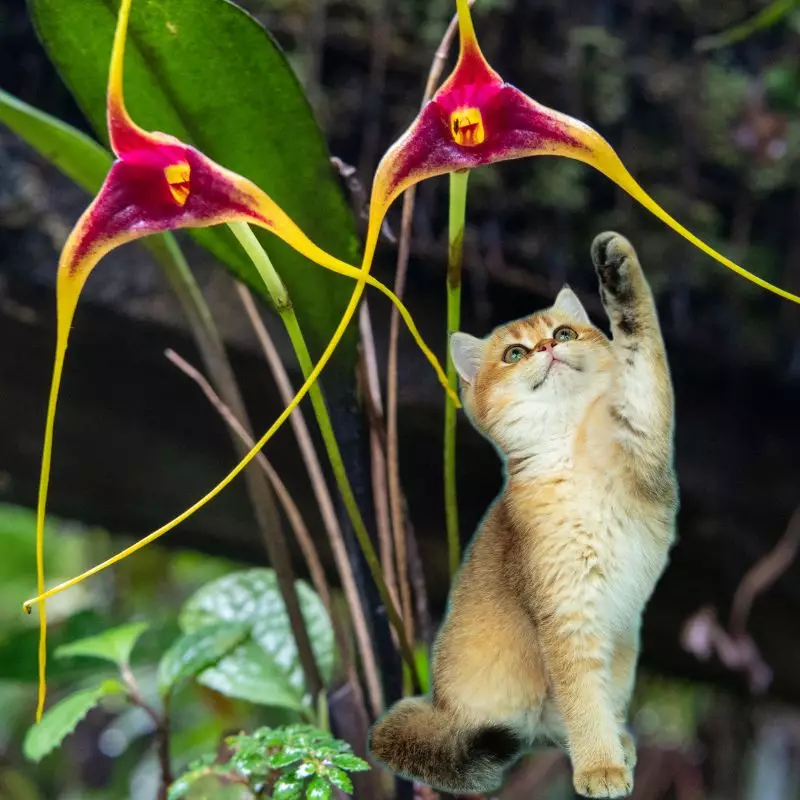 Cat touches Tailed Orchid