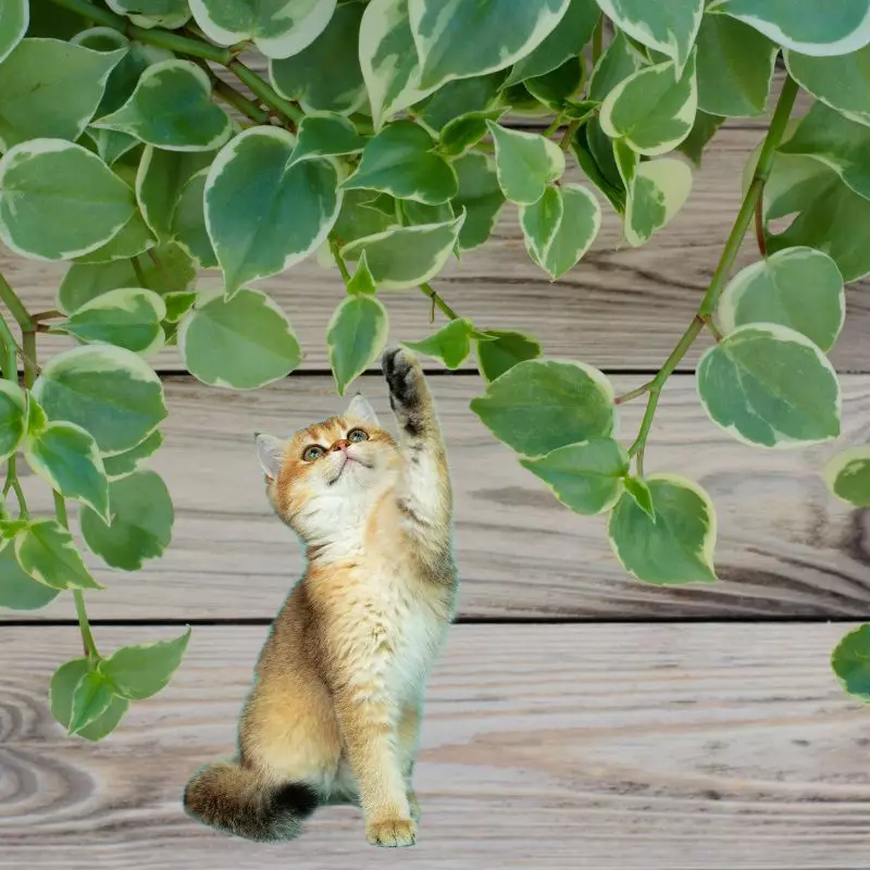 Cat touches Vining Peperomia