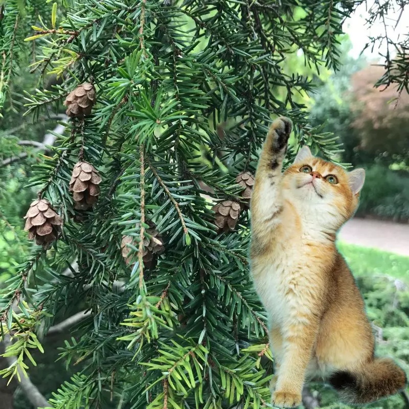 Cat touches Weeping Sargent Hemlock