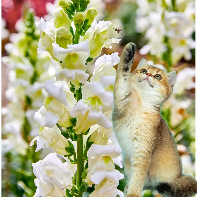 Cat touches Withered Snapdragon