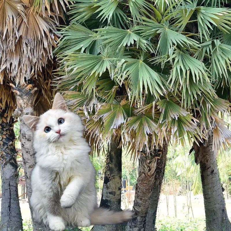 Cat with a Windmill Palm