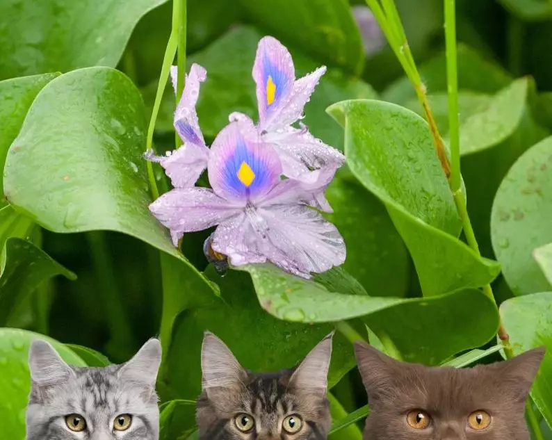 Cats-near-a-Water-Hyacinth