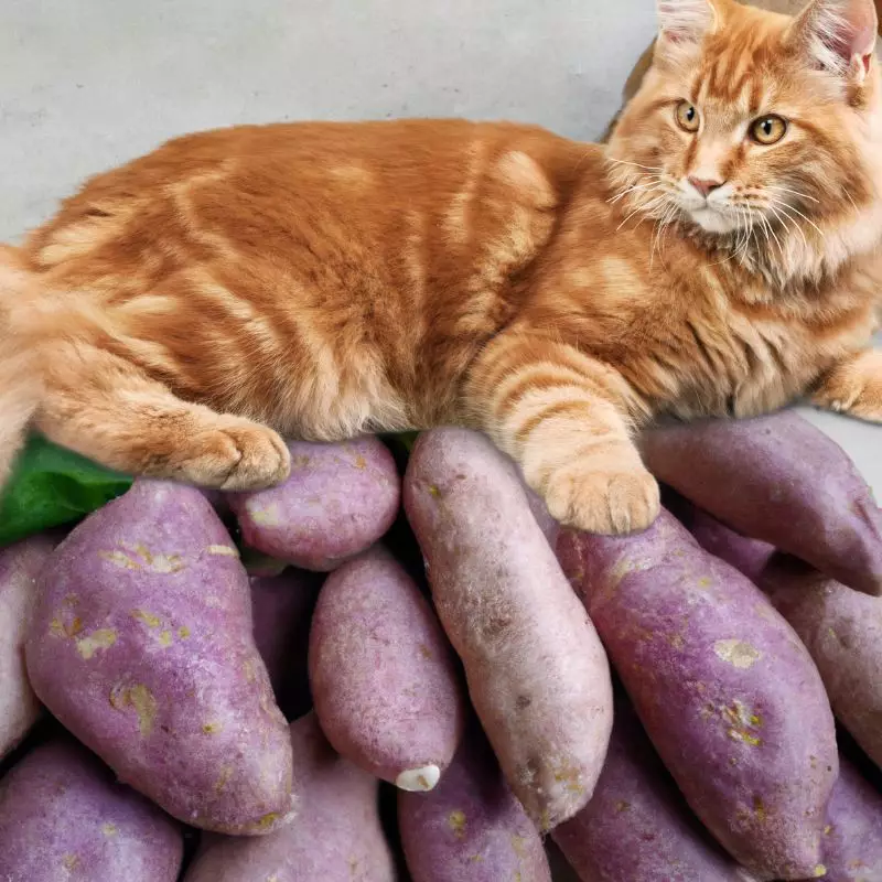 Sweet Potato and a cat on it