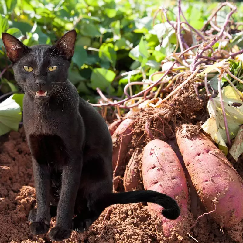 Sweet Potato with a cat nearby