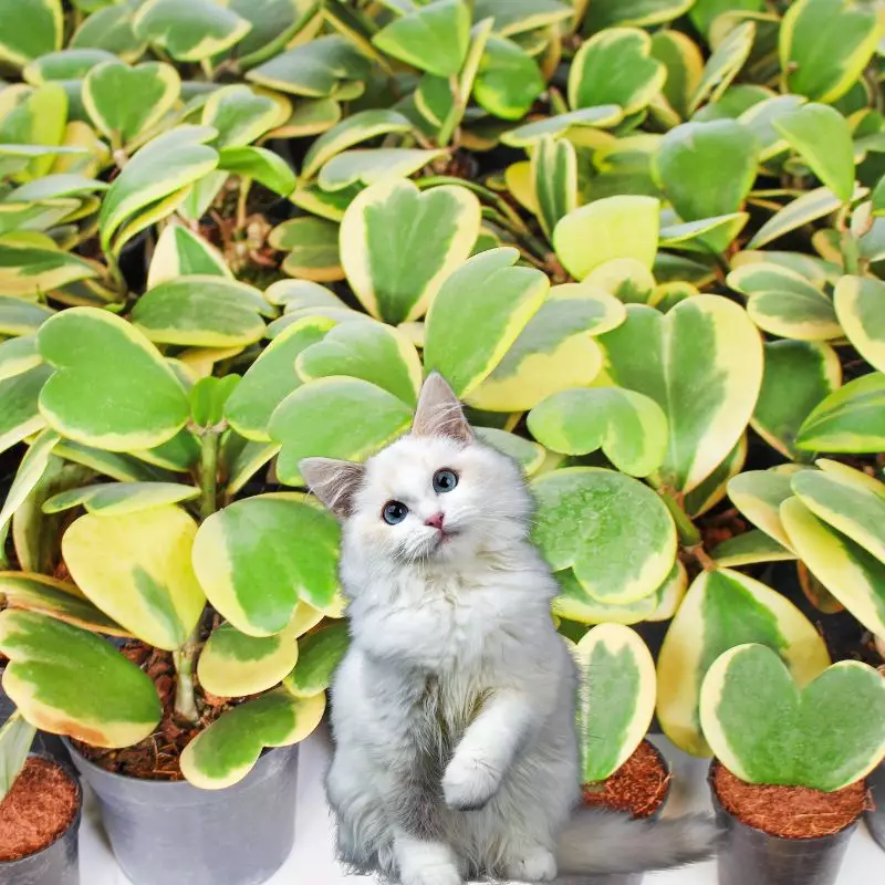 Sweetheart Hoya with a cat nearby