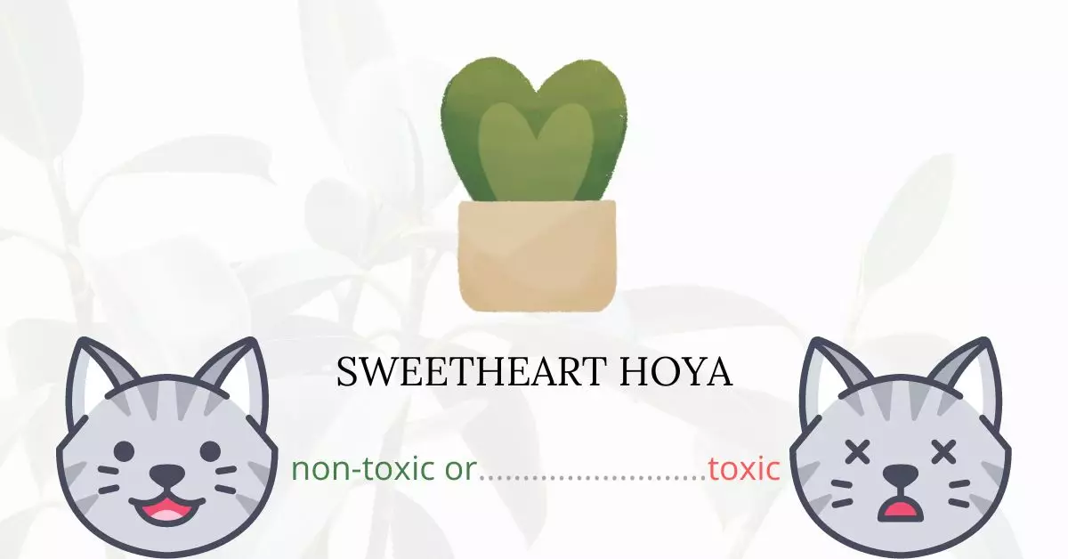 Is Sweetheart Hoya Toxic For Cats