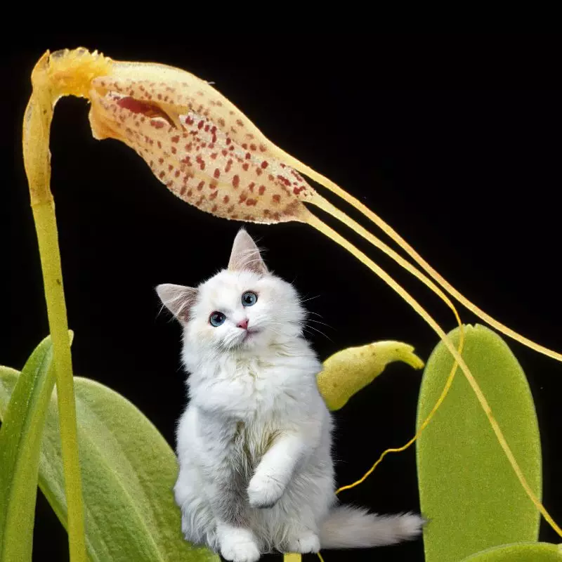 Tailed Orchid and a cat