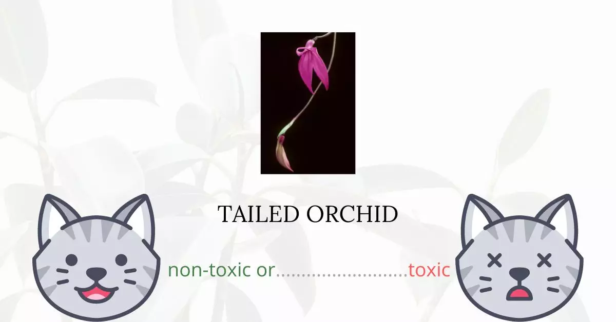 Is Tailed Orchid Toxic For Cats