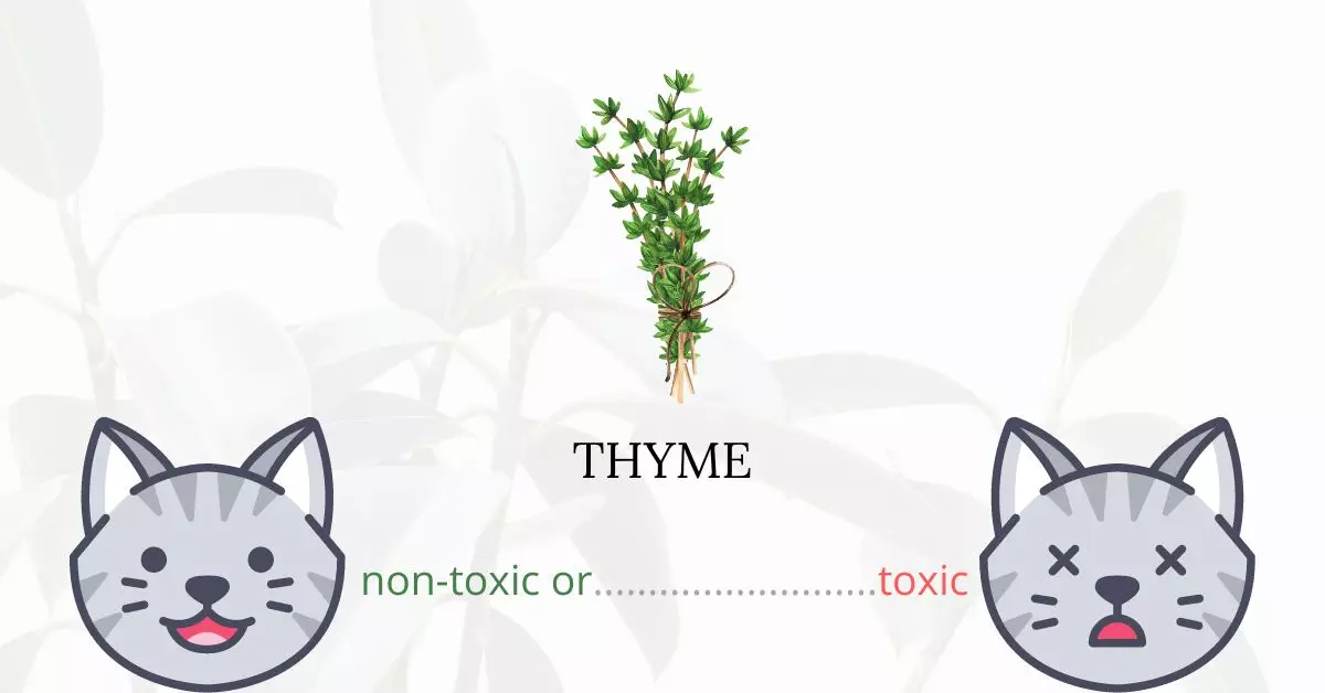 Is Thyme Toxic For Cats