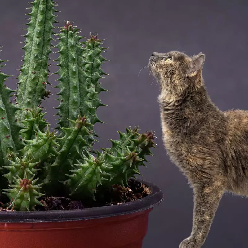Toad Spotted Cactus with a cat nearby