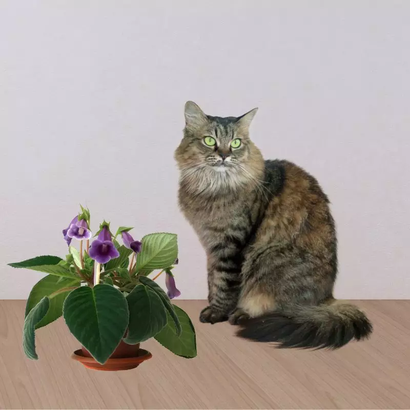 Tree Gloxinia with a cat