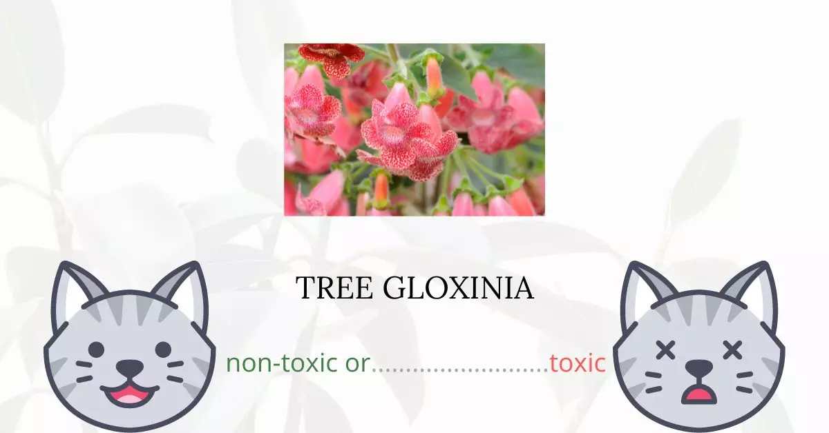 Is Tree Gloxinia Toxic For Cats