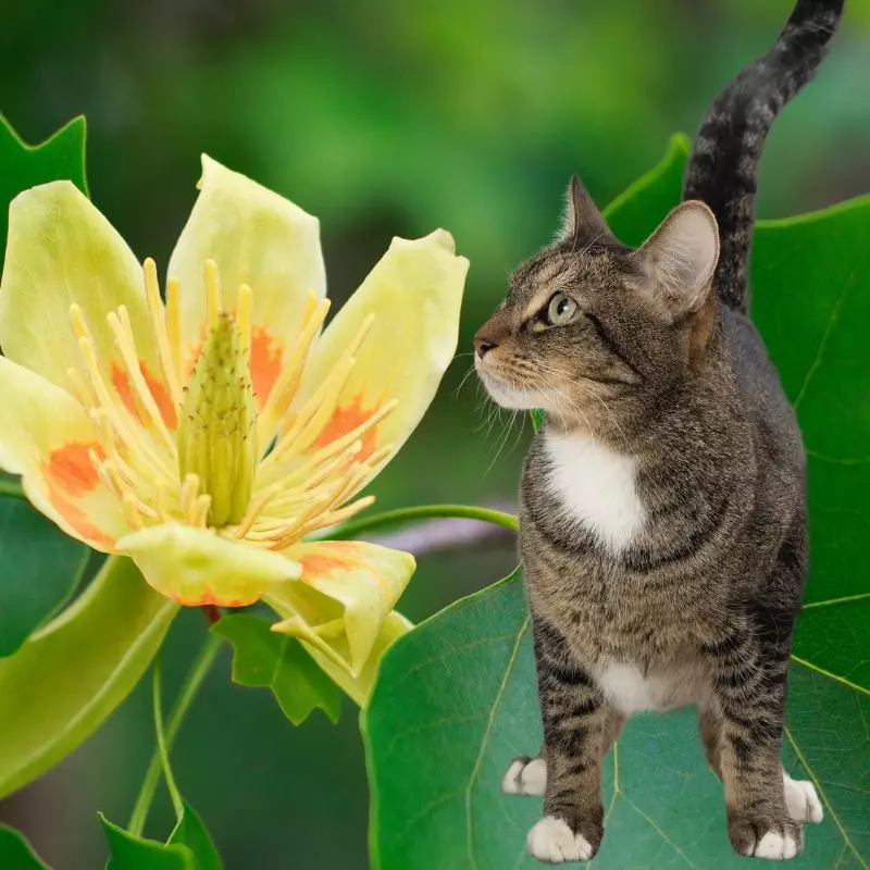 Tulip Poplar and a cat