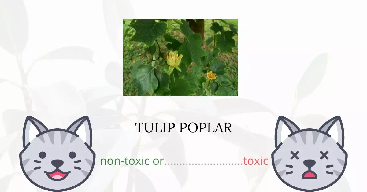 Is Tulip Poplar or Yellow Poplar Toxic For Cats