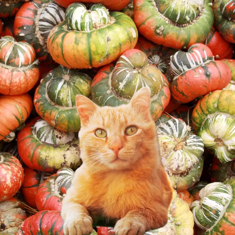 Turban Squashes and a cat