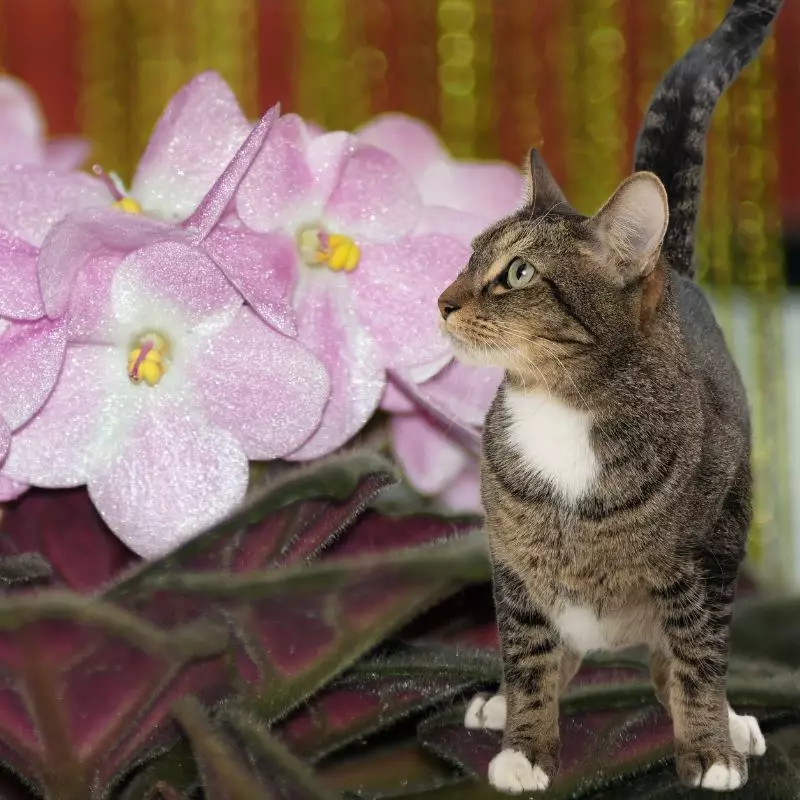 Usambara Violet with a cat nearby