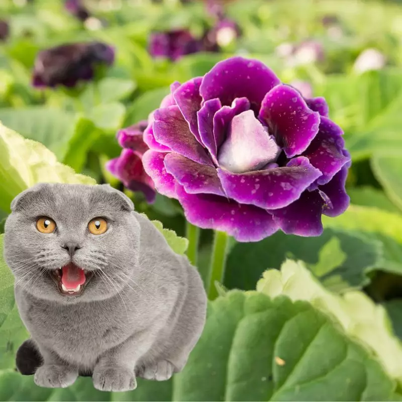 Violet Slipper Gloxinia and cat