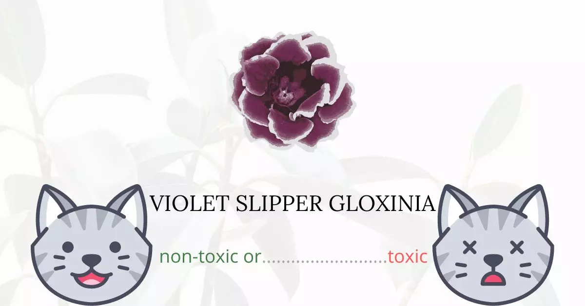 Is Violet Slipper Gloxinia Toxic For Cats