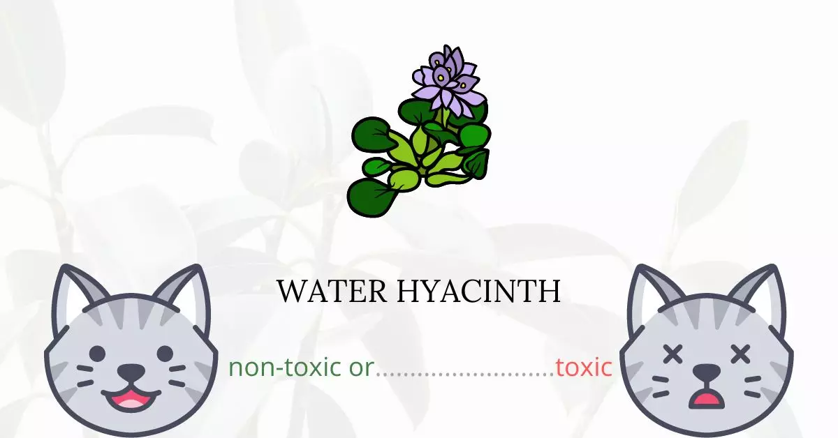 Is Water Hyacinth Toxic For Cats