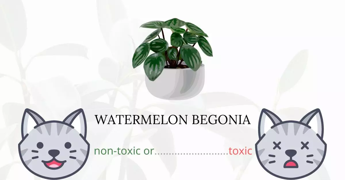 Is Watermelon Begonia or Watermelon Peperomia Toxic For Cats
