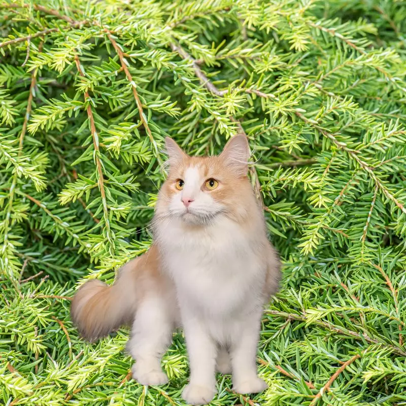 Weeping Sargent Hemlock and a cat