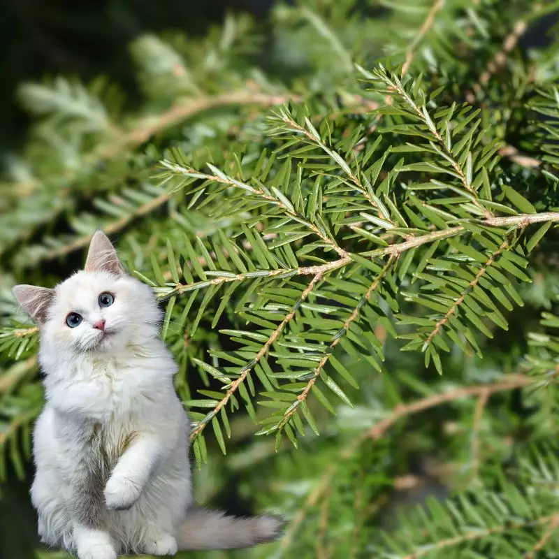 Weeping Sargent Hemlock and a cat nearby