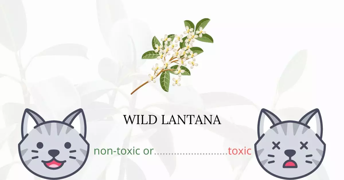 Is Wild Lantana Toxic For Cats