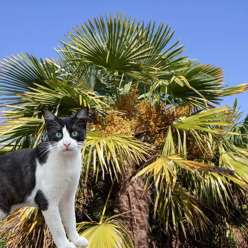 Windmill Palm and a cat