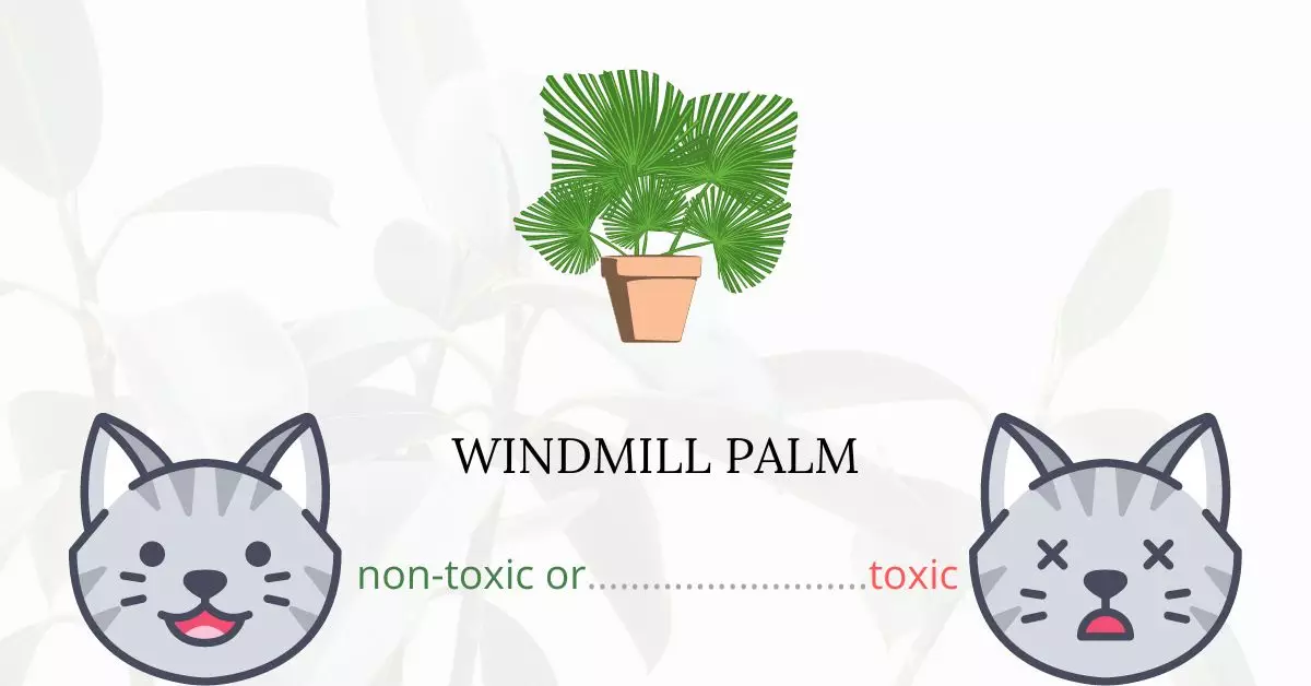 Is Windmill Palm Toxic For Cats