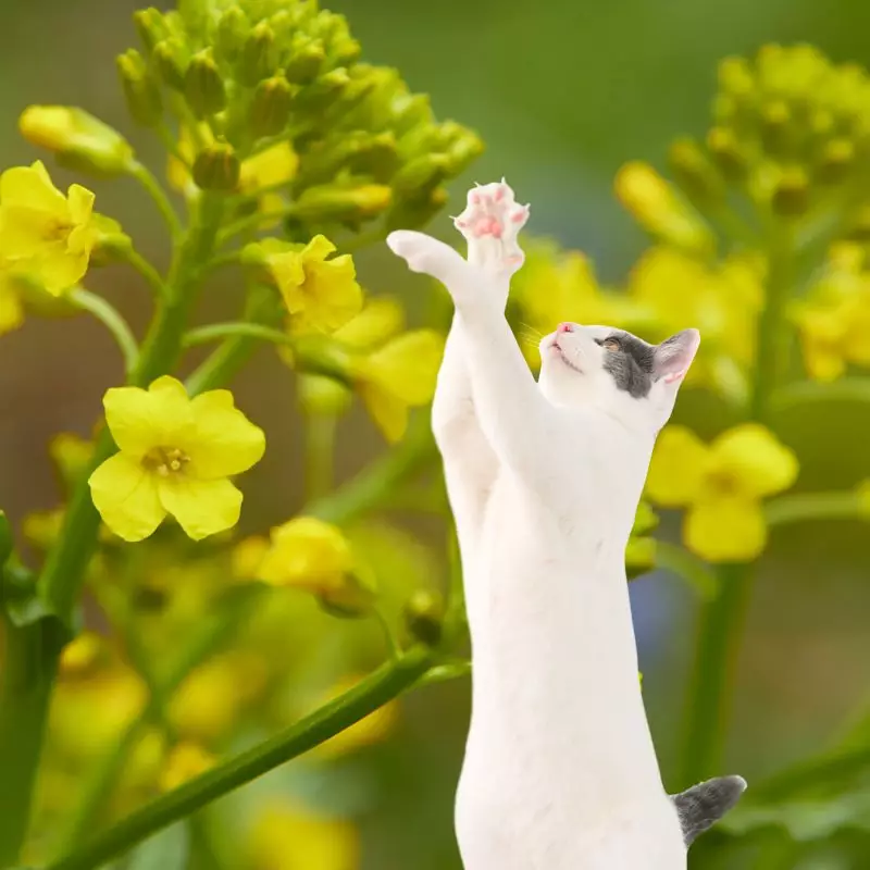 Winter Cress and a cat