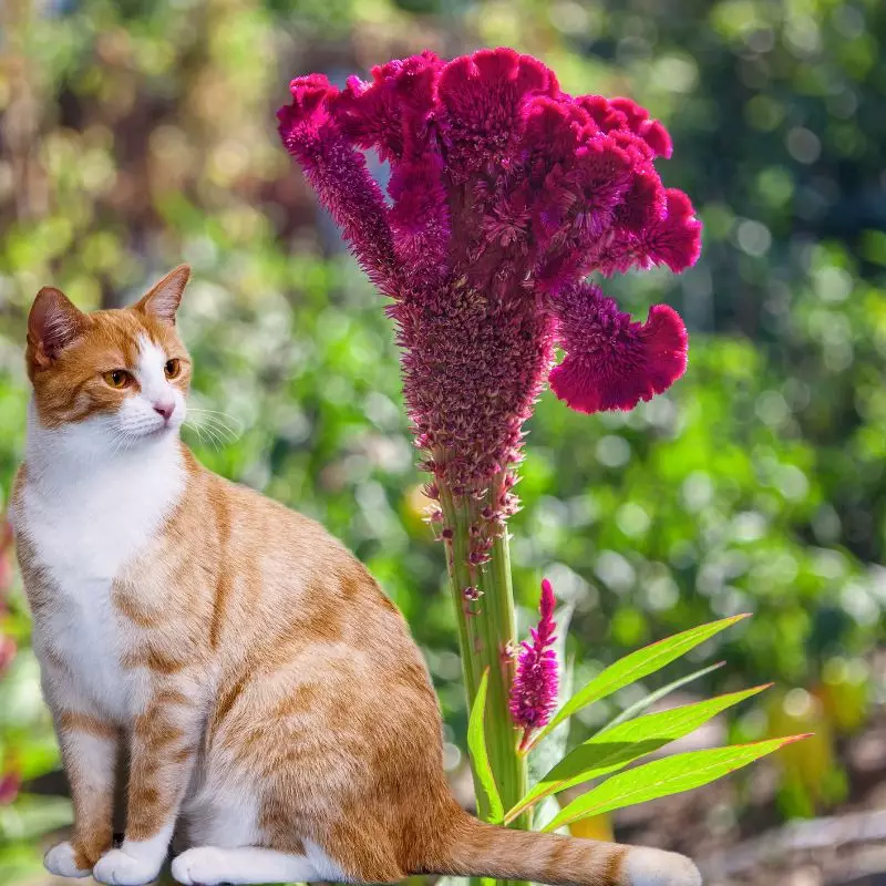 Woolflower with a cat