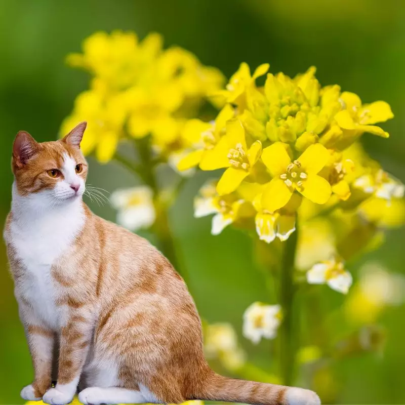 Yellow Rocket with a cat nearby