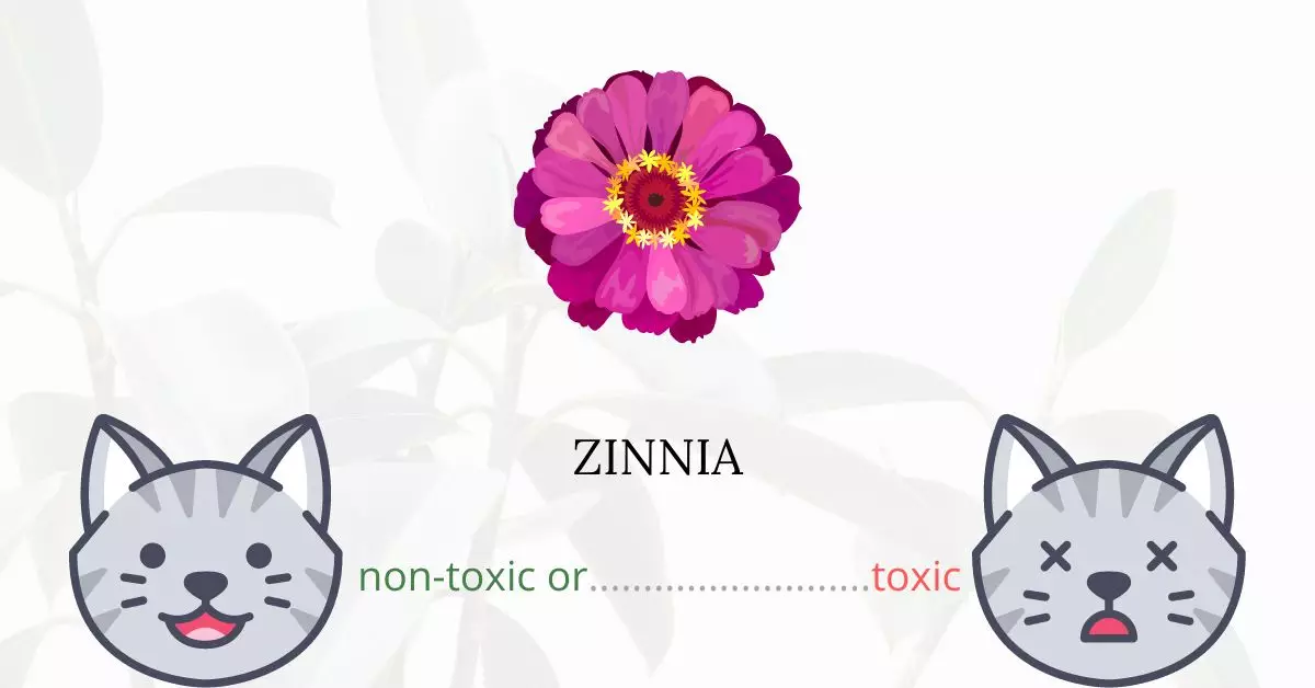 Is Zinnia Toxic For Cats