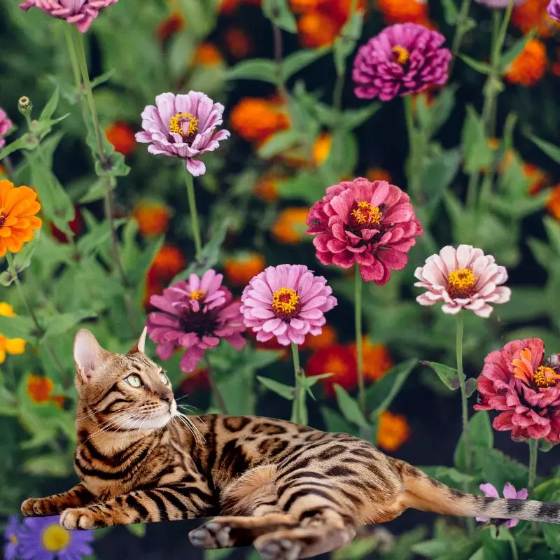 Zinnias and a cat