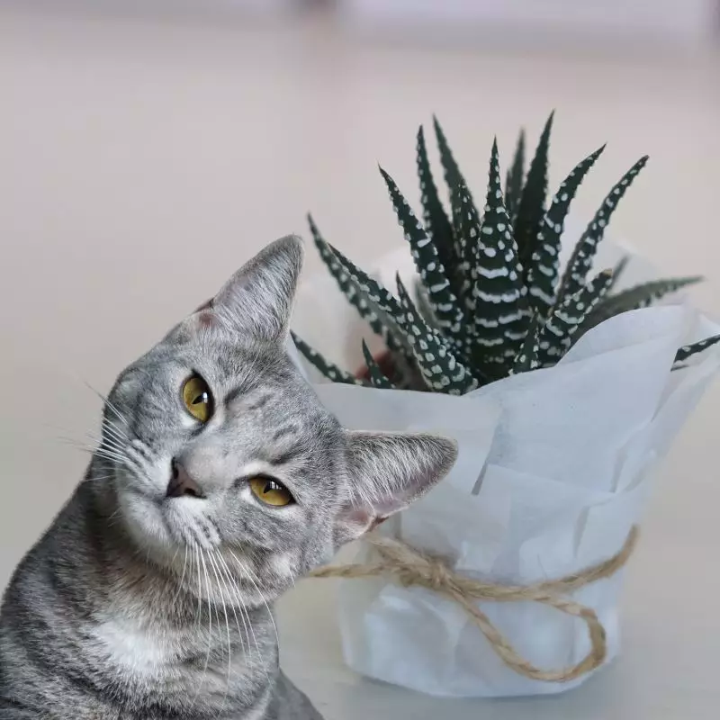 Cat looks at Zebra Haworthia