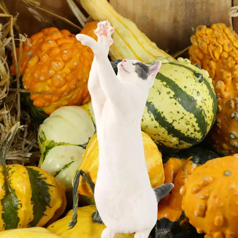 Cat near Yellow-Flowered Gourds