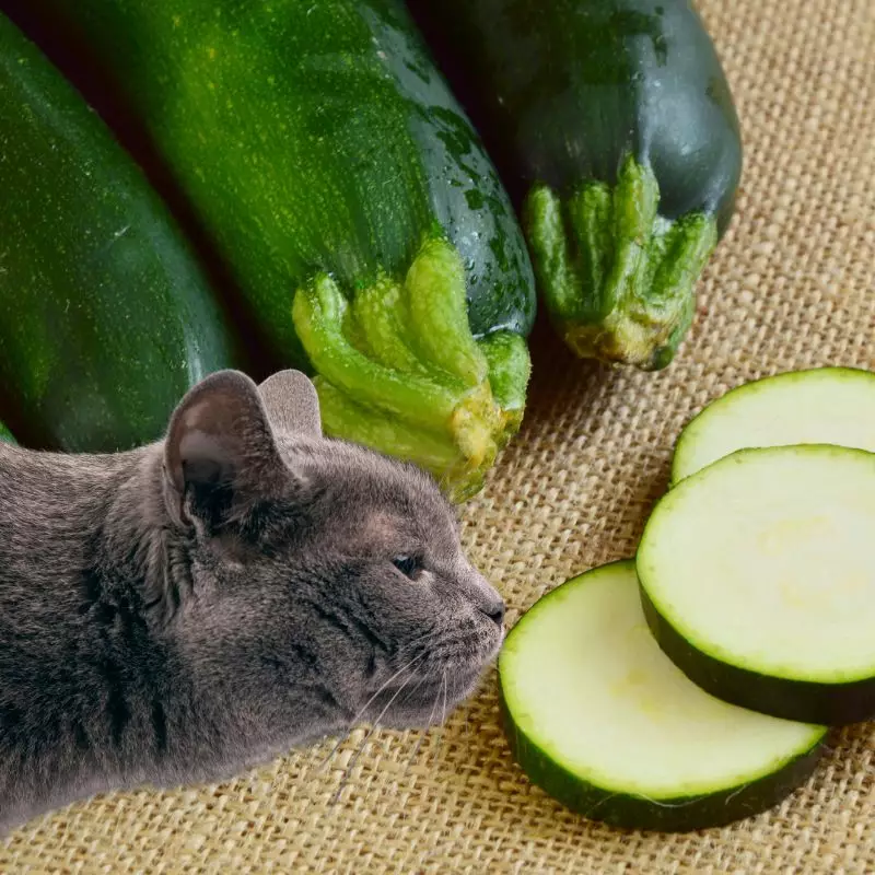 Cat near a Zucchini Squash
