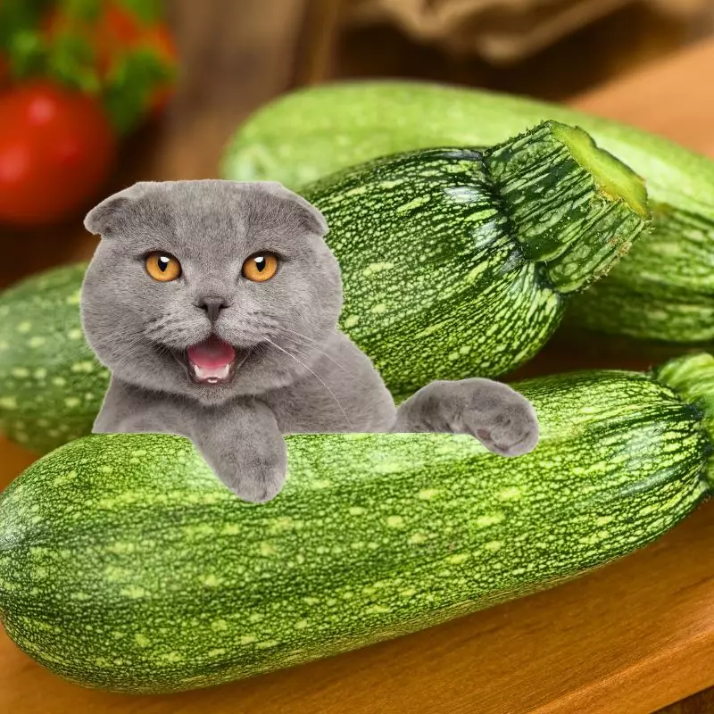 Cat and a Zucchini Squash