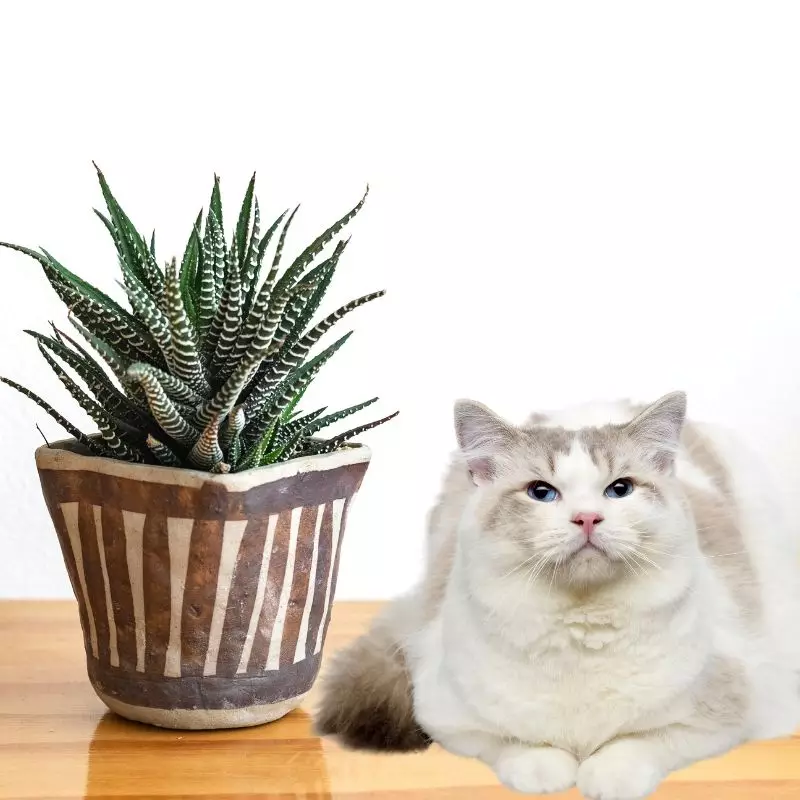 Zebra Haworthia and a cat