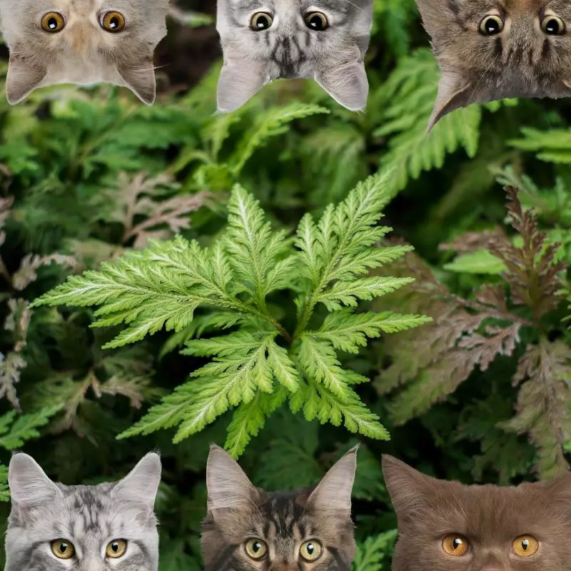 Ball Fern and cats