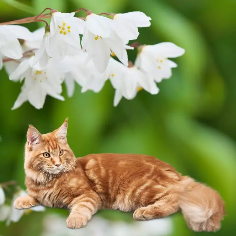 Cat lies near Slender Deutzia