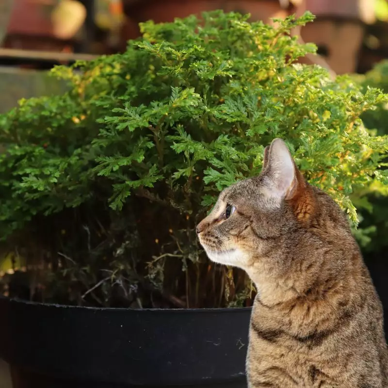 Cat looks at Club Moss