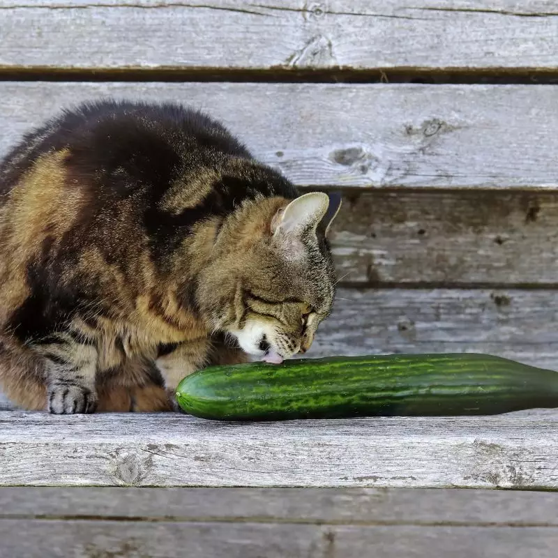 Cat sniffs Cucumber