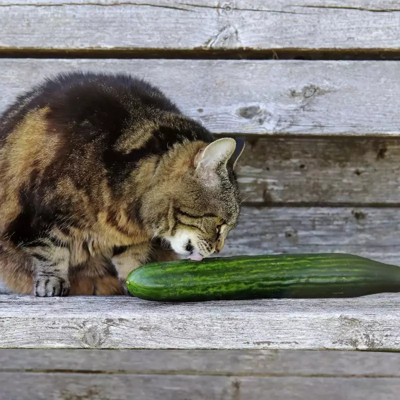 Cats eat cucumber best sale