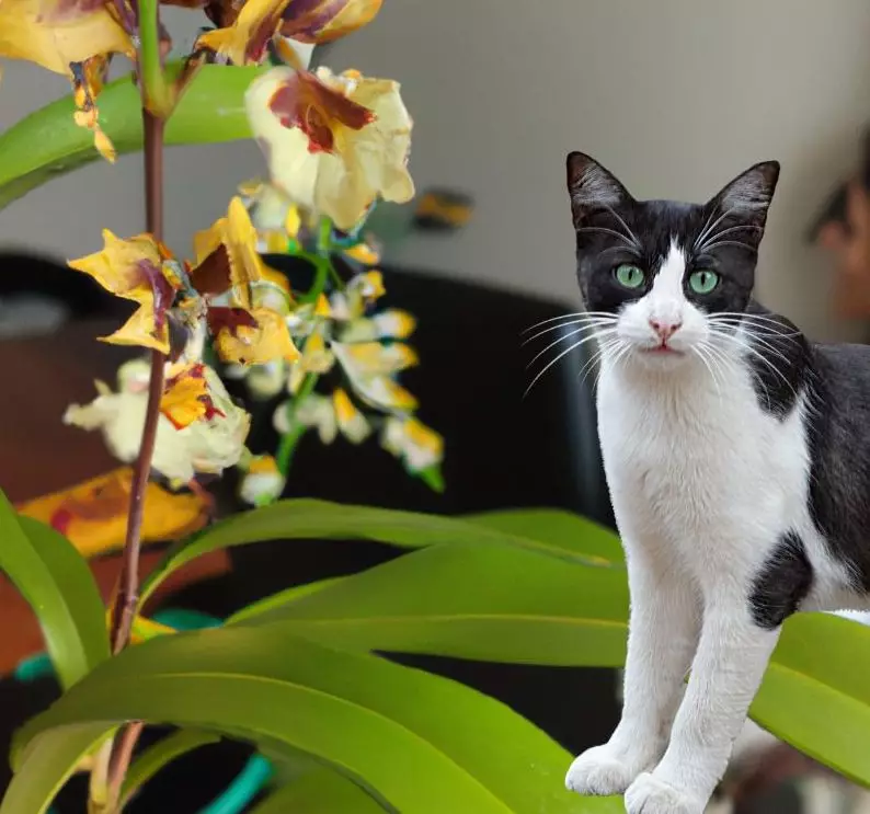 Cat stands near lace orchid
