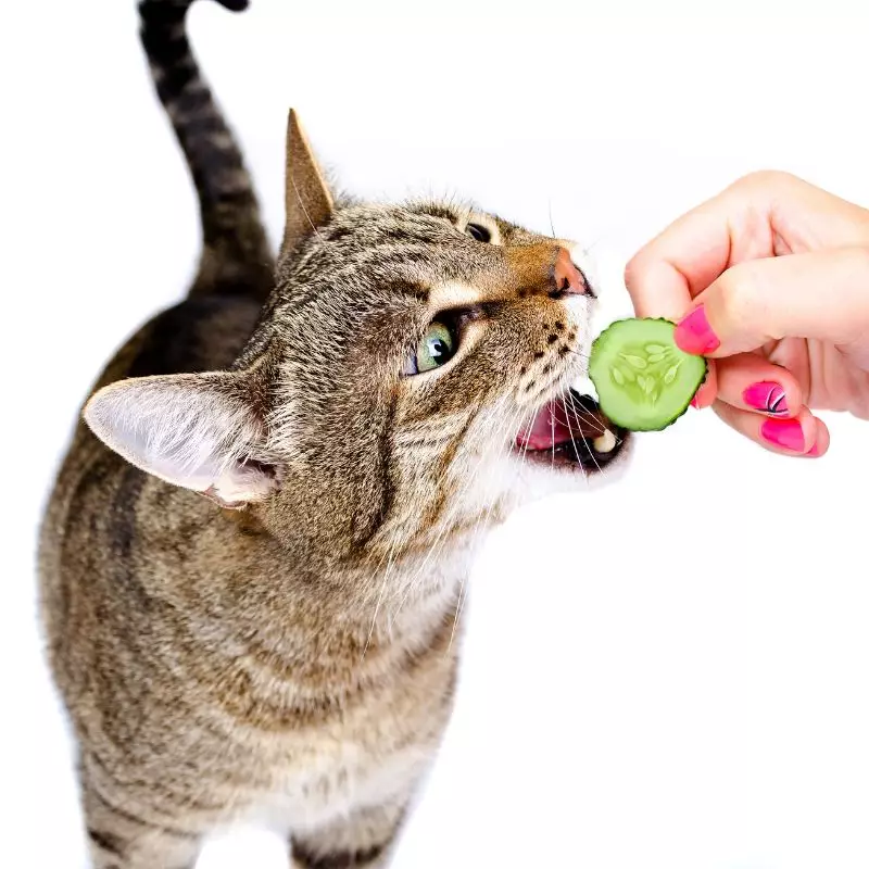 Cats shop eat cucumber