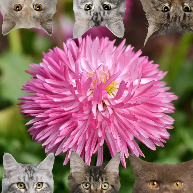 China Asters and cats